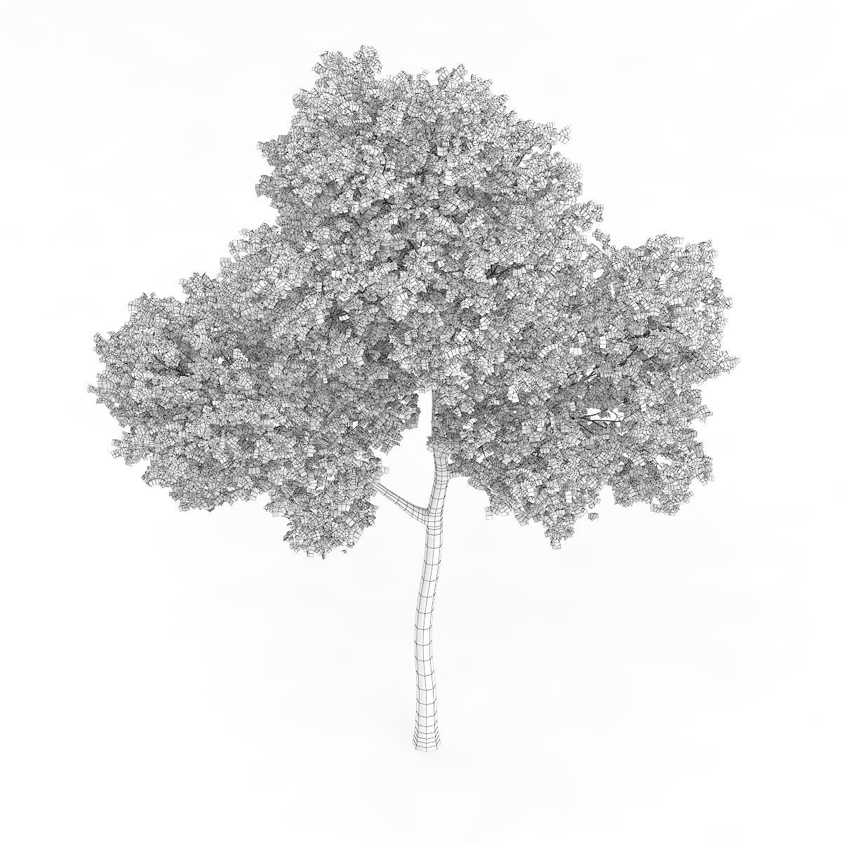 Common Beech Fagus sylvatica 14m 3D model_4