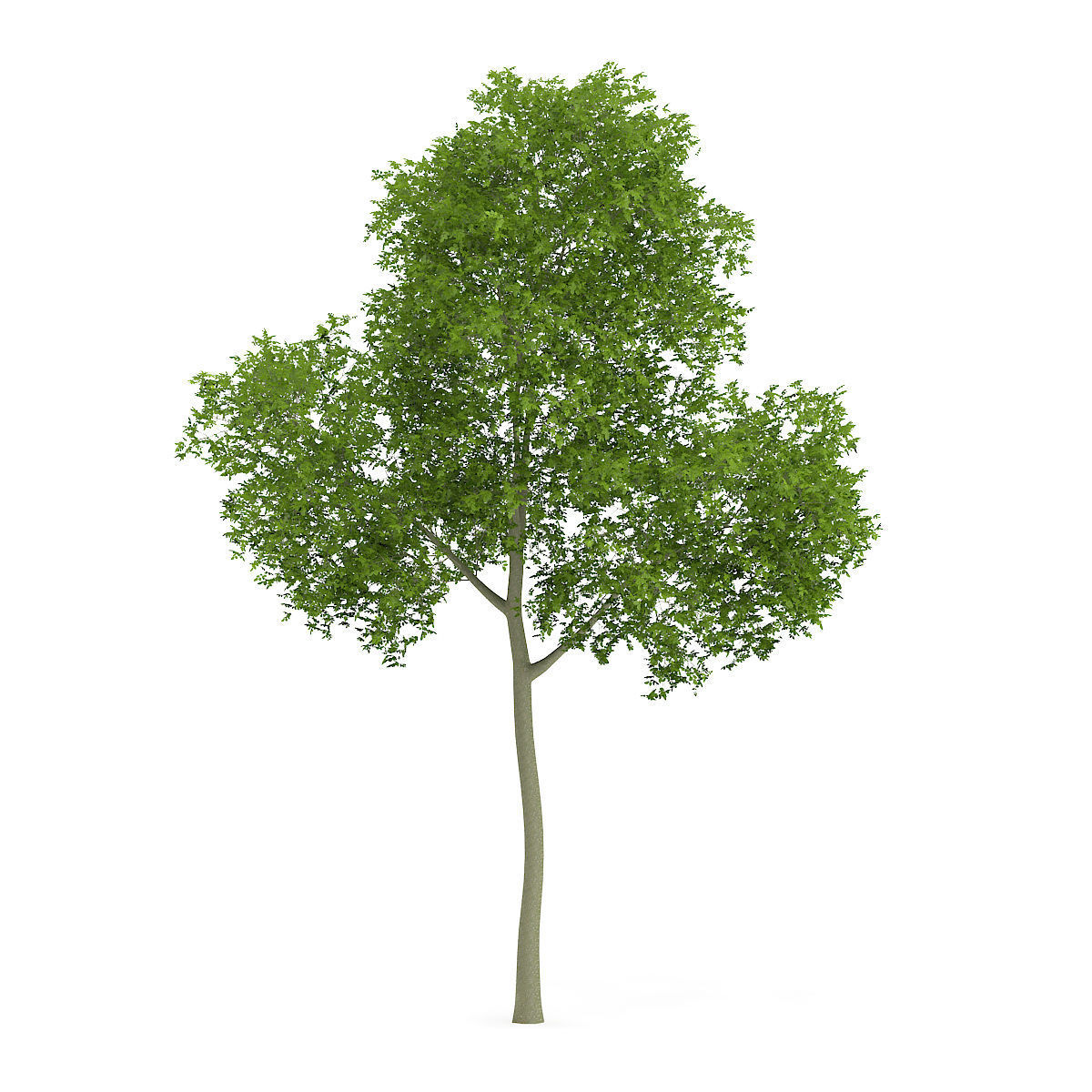 Common Beech Fagus sylvatica 14m 3D model_3