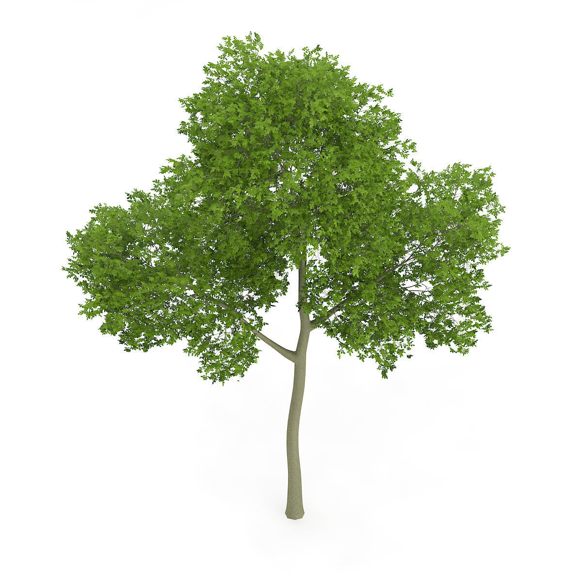 Common Beech Fagus sylvatica 14m 3D model_5