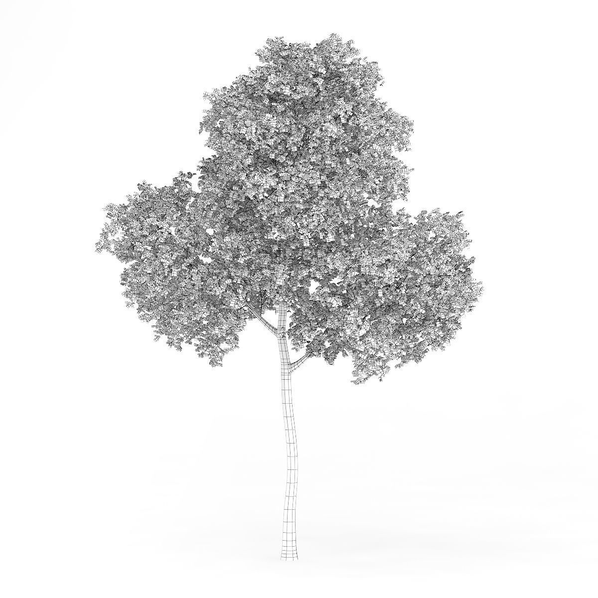 Common Beech Fagus sylvatica 14m 3D model_2