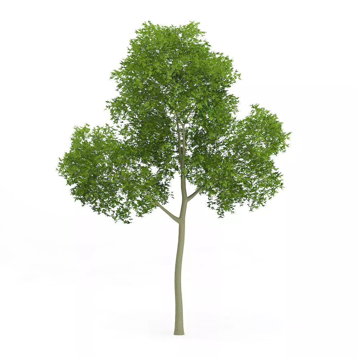 Common Beech Fagus sylvatica 14m 3D model_0