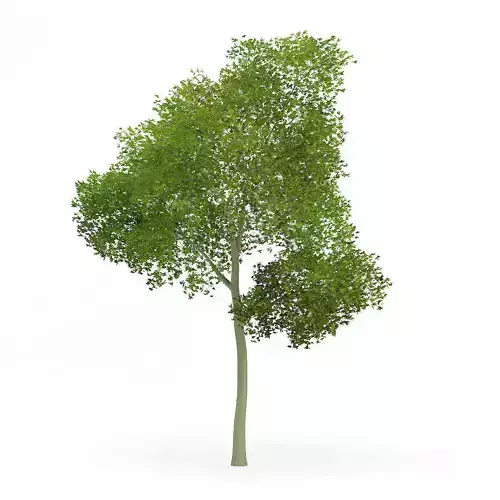 Common Beech Fagus sylvatica 16m