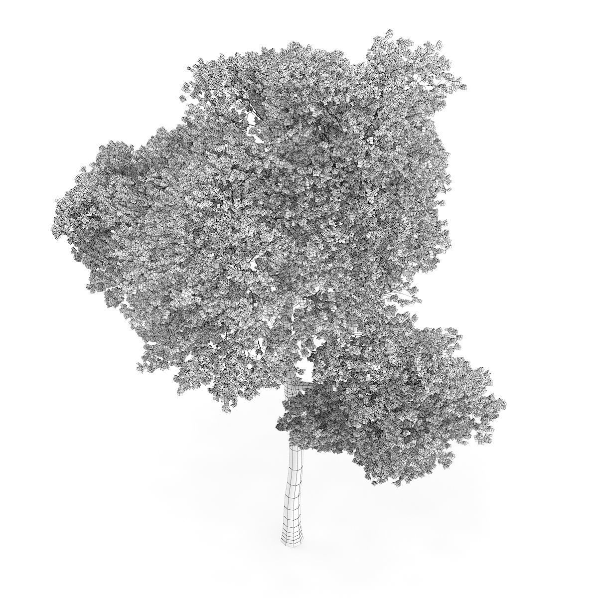 Common Beech Fagus sylvatica 16m 3D model_4