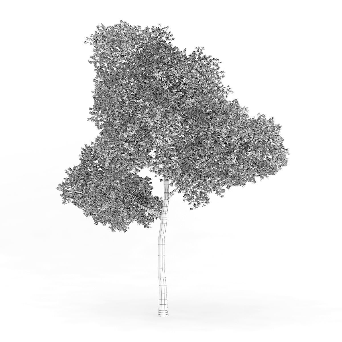 Common Beech Fagus sylvatica 16m 3D model_2
