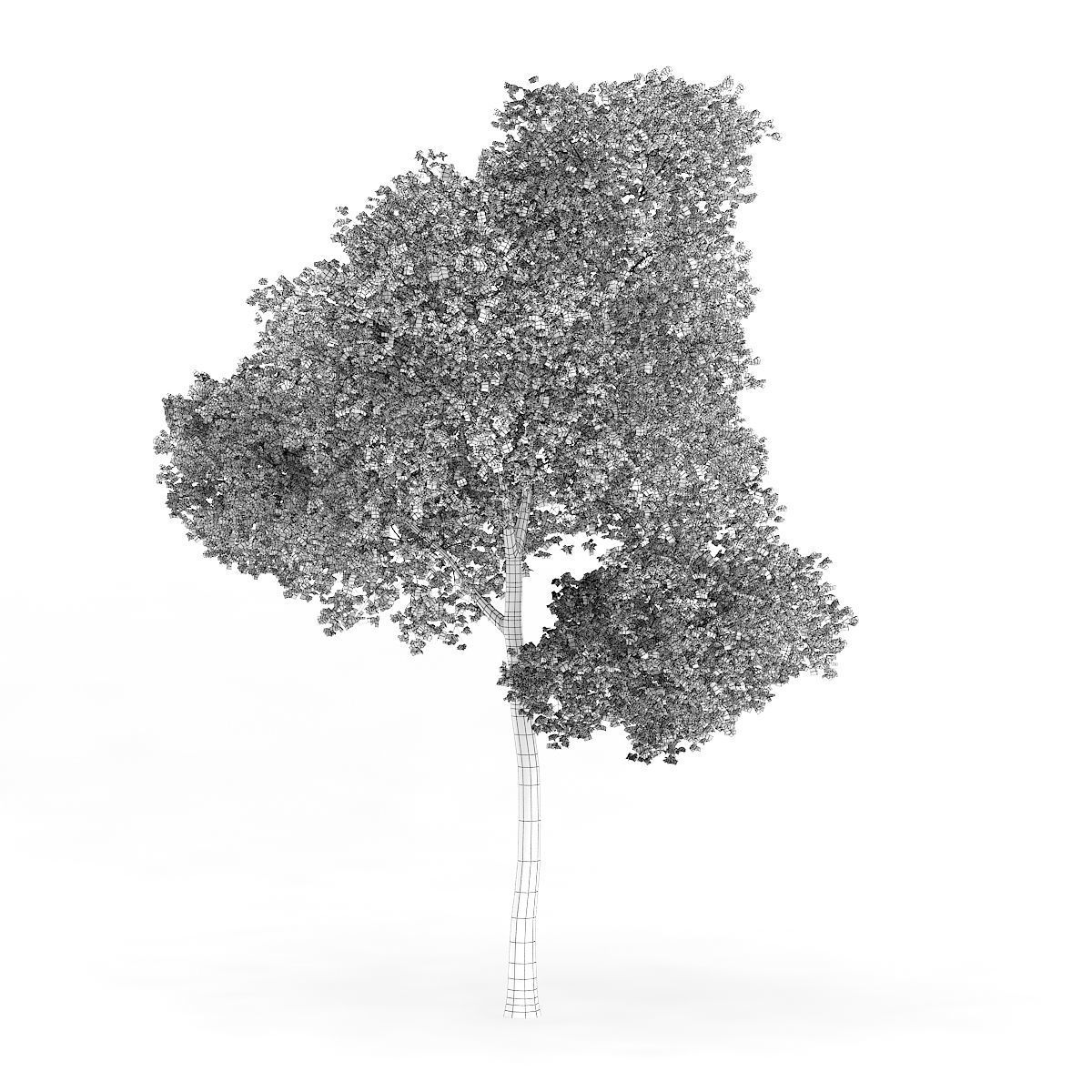 Common Beech Fagus sylvatica 16m 3D model_1