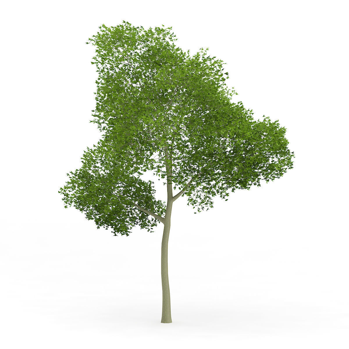 Common Beech Fagus sylvatica 16m 3D model_3