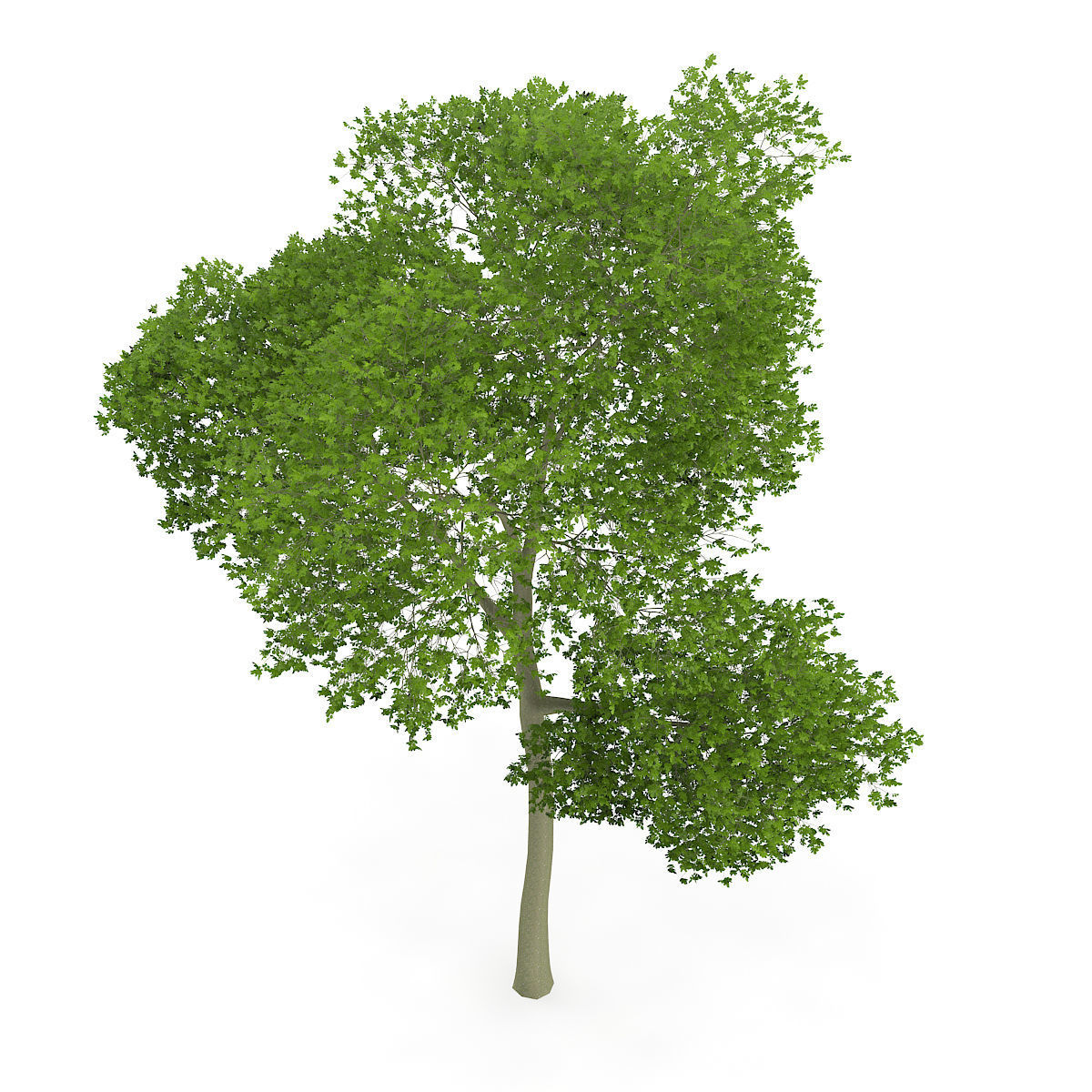 Common Beech Fagus sylvatica 16m 3D model_5