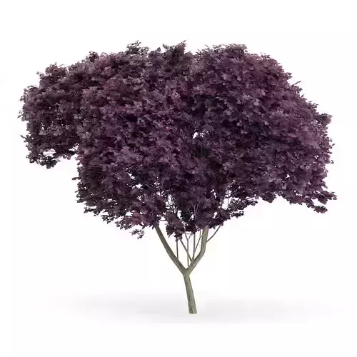 Eastern Redbud Cercis canadensis 9m 