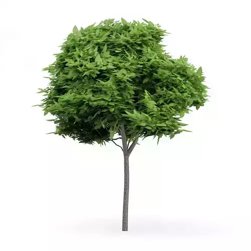 Catalpa Catalpa Scop 6m