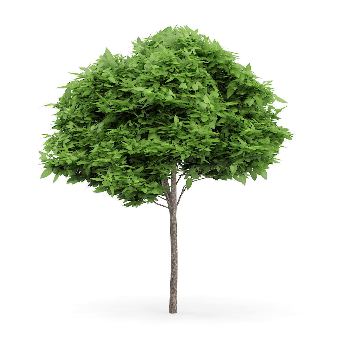 Catalpa Catalpa Scop 6m 3D model_2