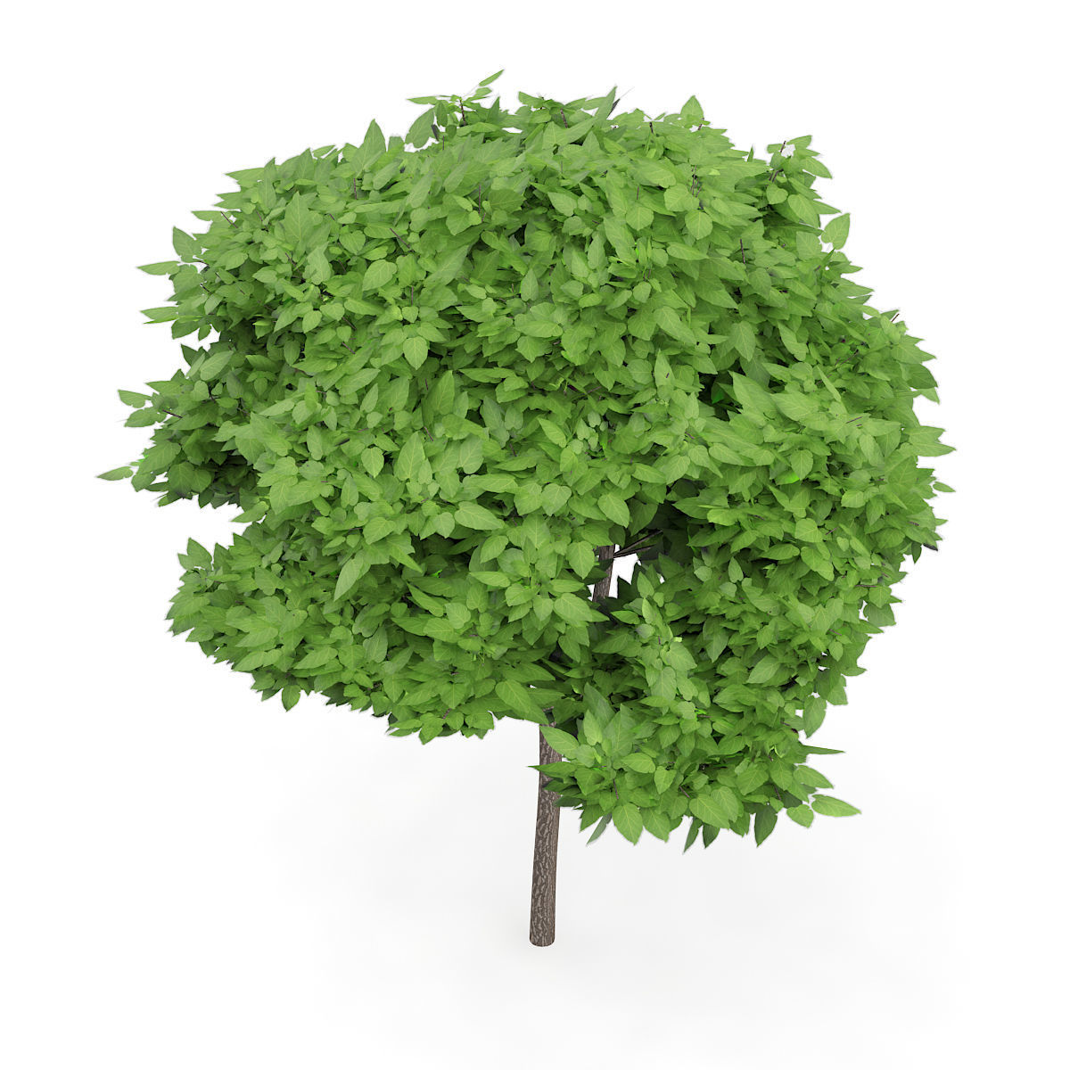 Catalpa Catalpa Scop 6m 3D model_4