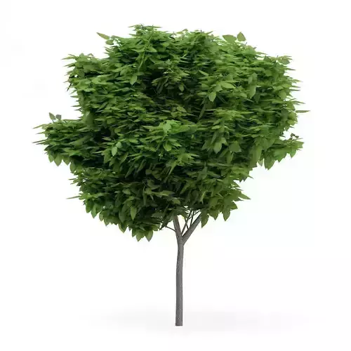 Catalpa Catalpa Scop 6m 2