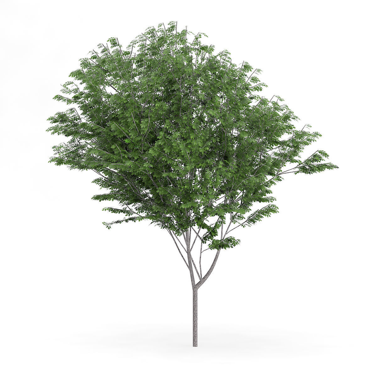 Common Ash Fraxinus excelsior 13m 3D model_2