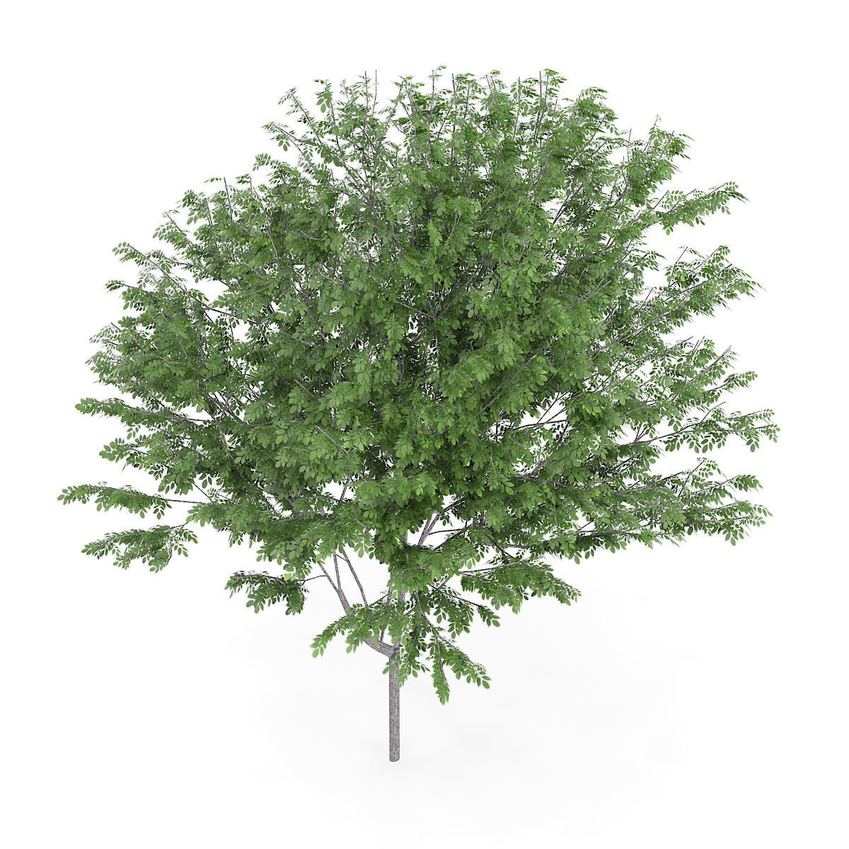 Common Ash Fraxinus excelsior 13m 3D model_4