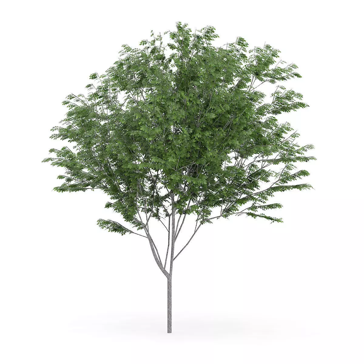 Common Ash Fraxinus excelsior 13m 3D model_0