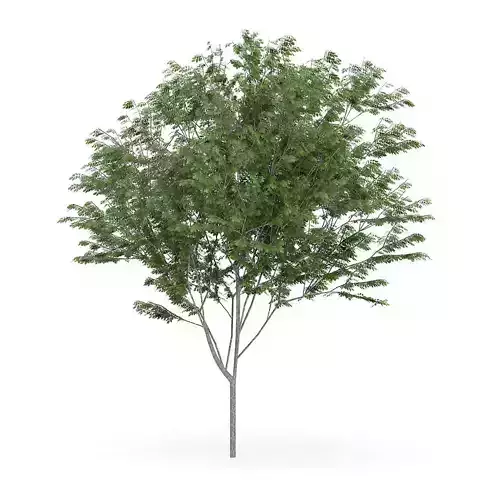 Common Ash Fraxinus excelsior 13m 3D model