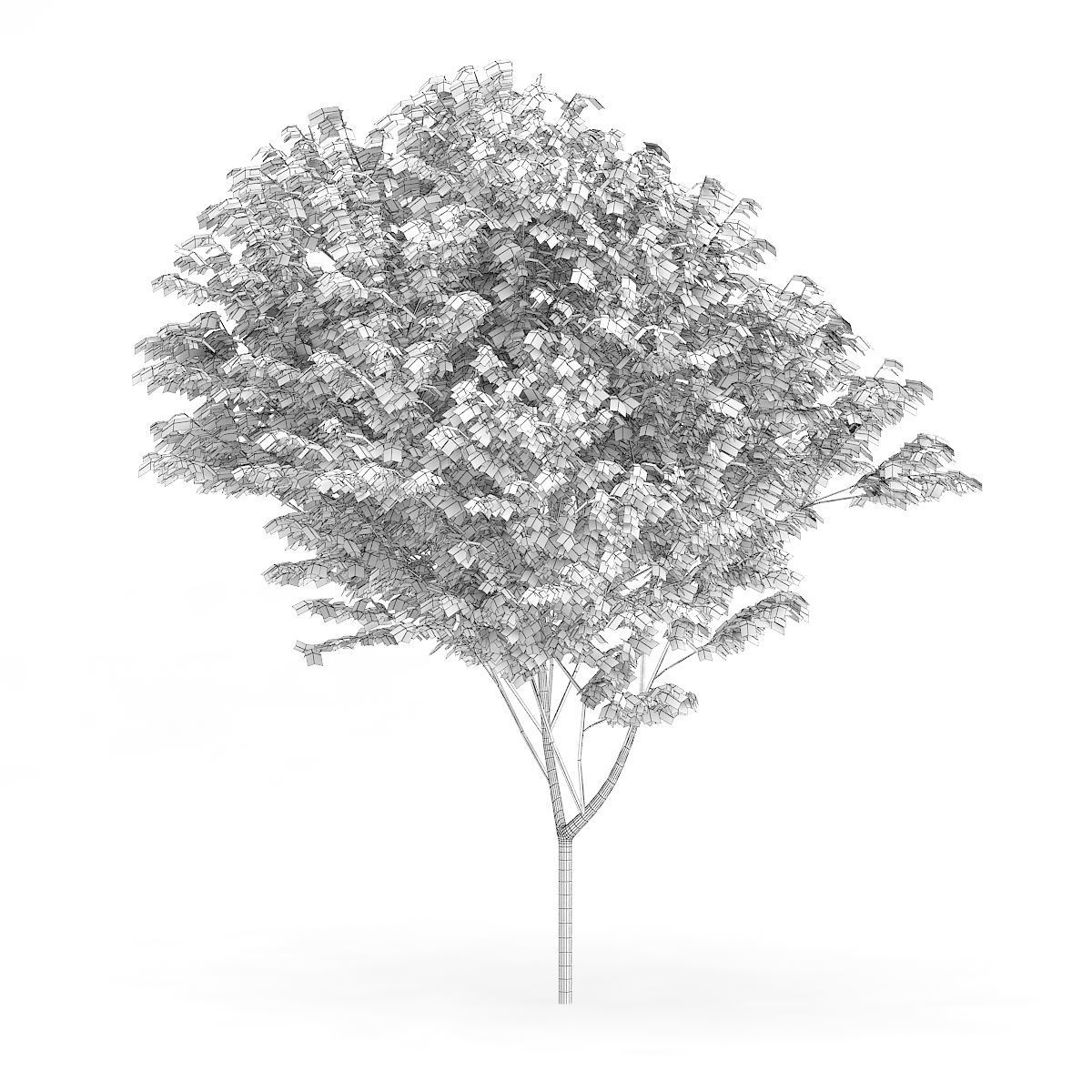 Common Ash Fraxinus excelsior 13m 3D model_3
