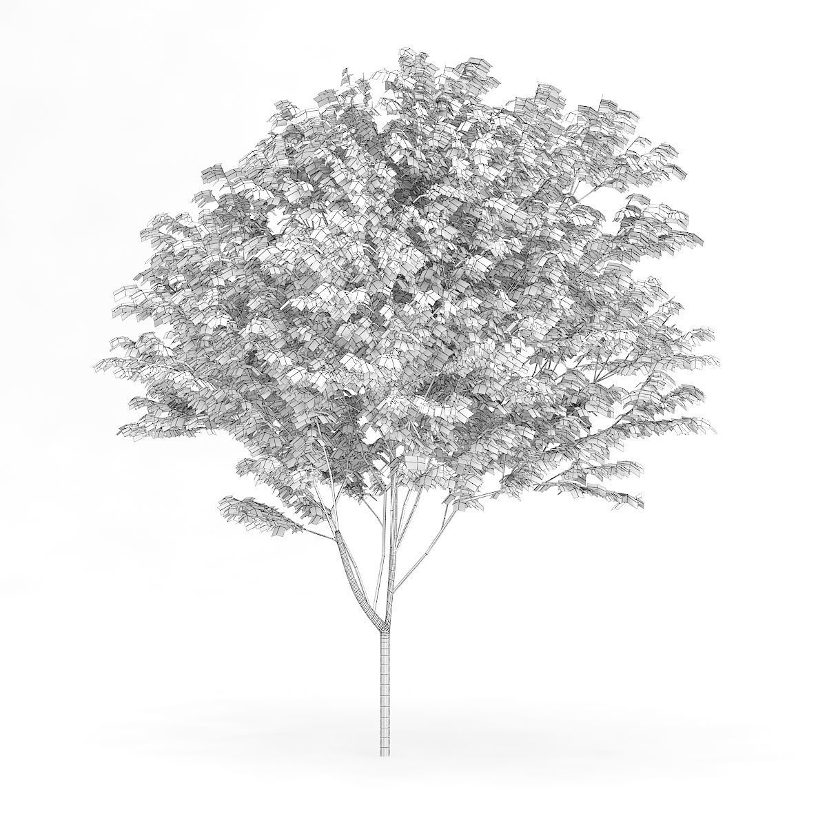Common Ash Fraxinus excelsior 13m 3D model_1