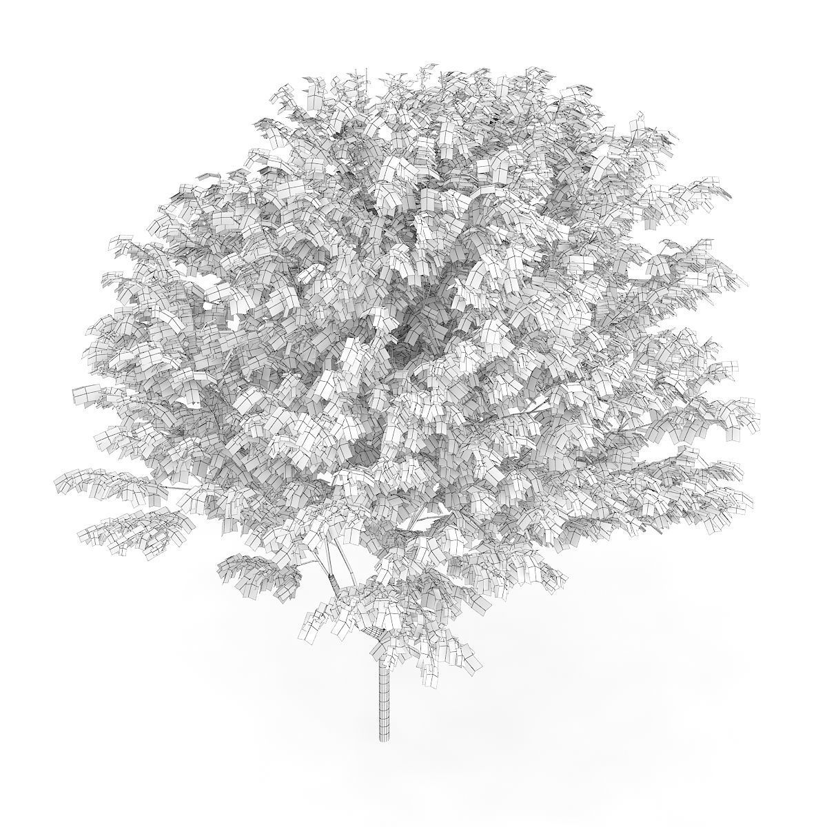 Common Ash Fraxinus excelsior 13m 3D model_5