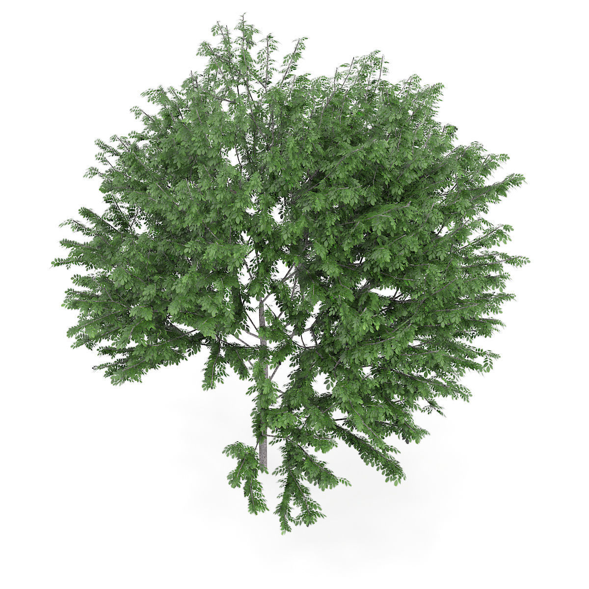 Common Ash Fraxinus excelsior 14m 3D model_4