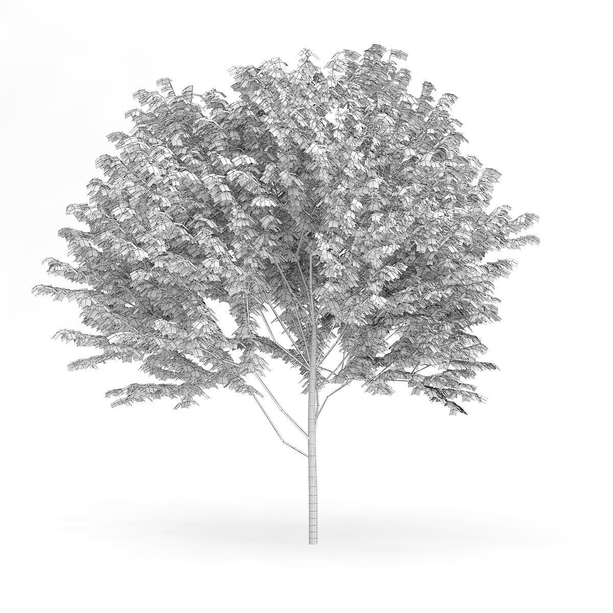 Common Ash Fraxinus excelsior 14m 3D model_3