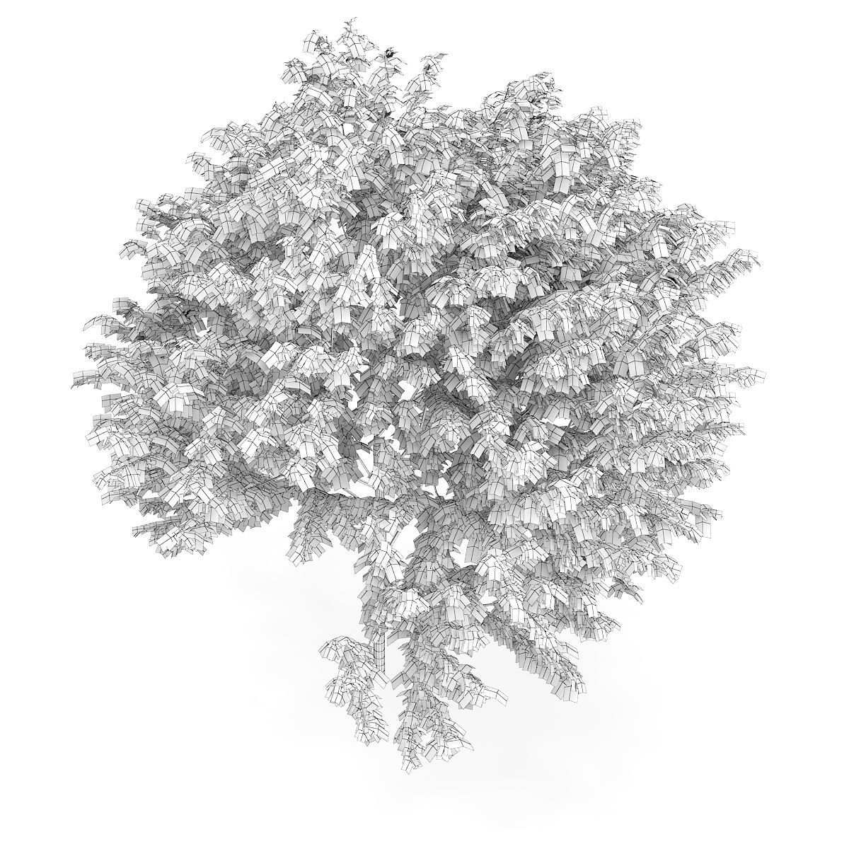 Common Ash Fraxinus excelsior 14m 3D model_5
