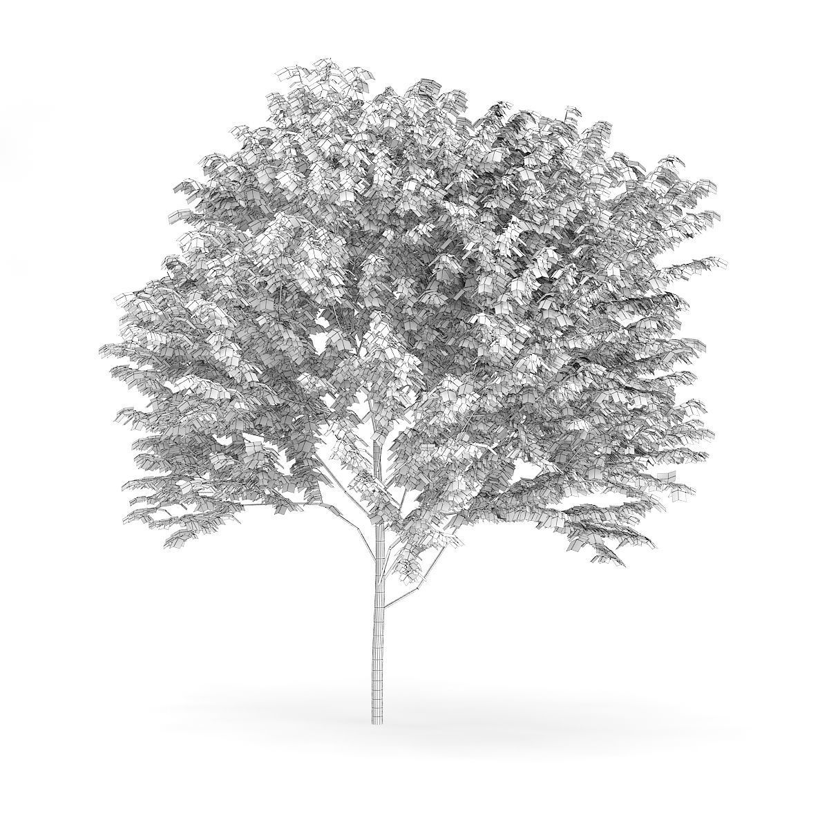 Common Ash Fraxinus excelsior 14m 3D model_1