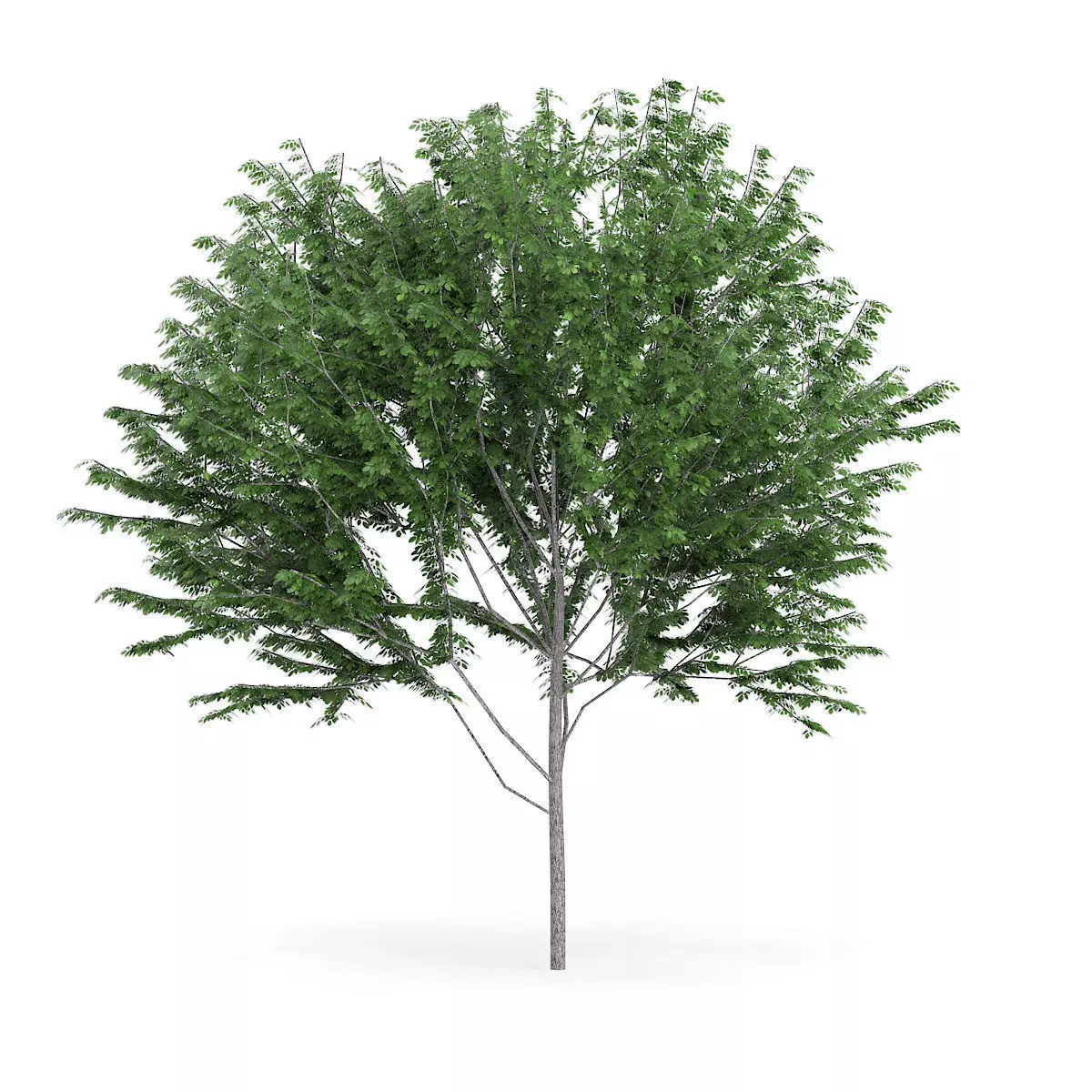 Common Ash Fraxinus excelsior 14m 3D model_0