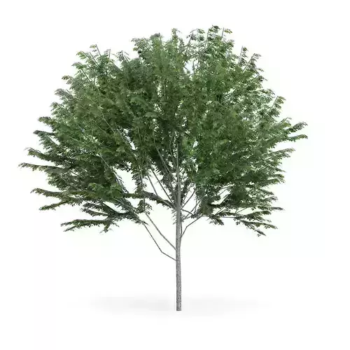 Common Ash Fraxinus excelsior 14m 3D model Common Ash Fraxinus excelsior 14m 3D model