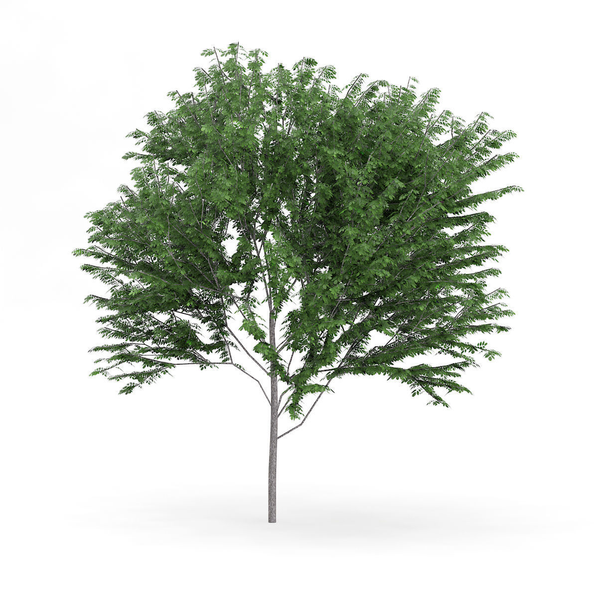 Common Ash Fraxinus excelsior 14m 3D model_2