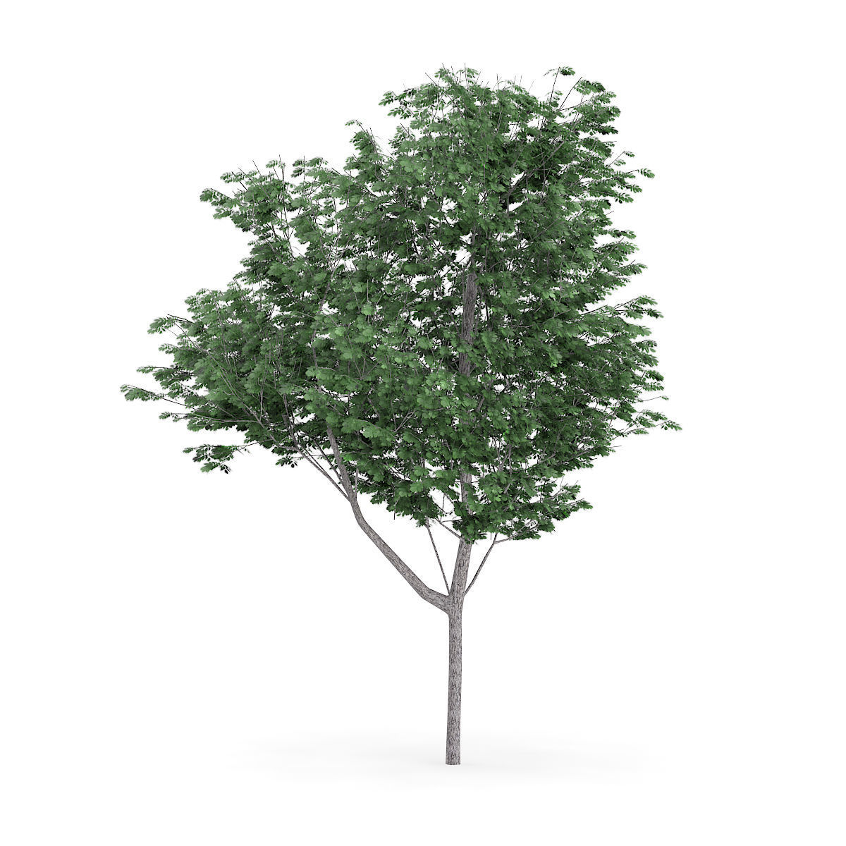 Common Ash Fraxinus excelsior 15m 3D model_2