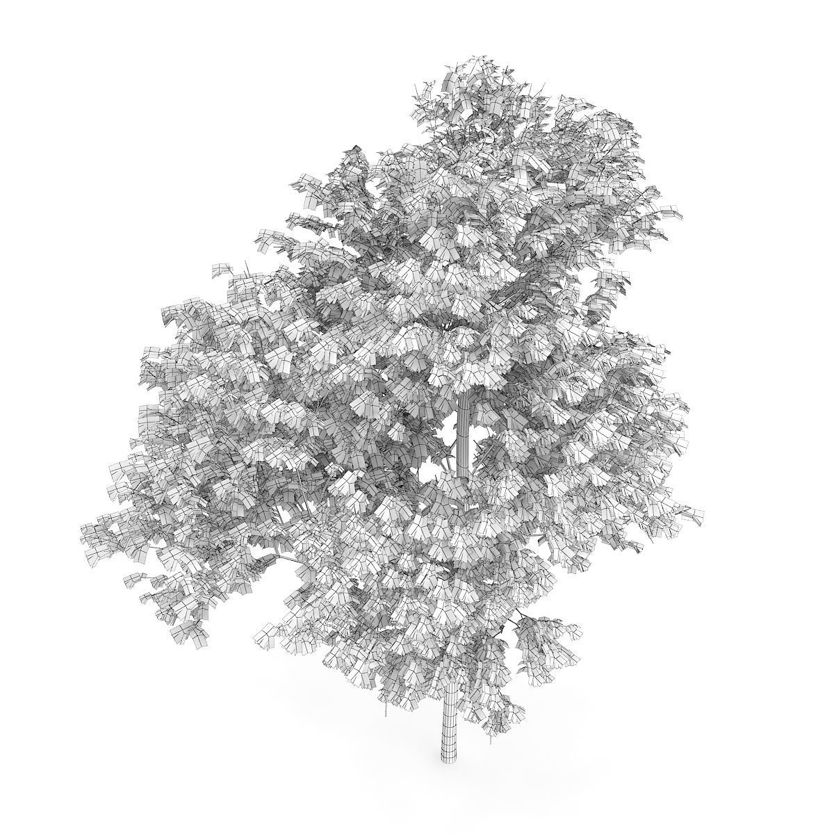 Common Ash Fraxinus excelsior 15m 3D model_5