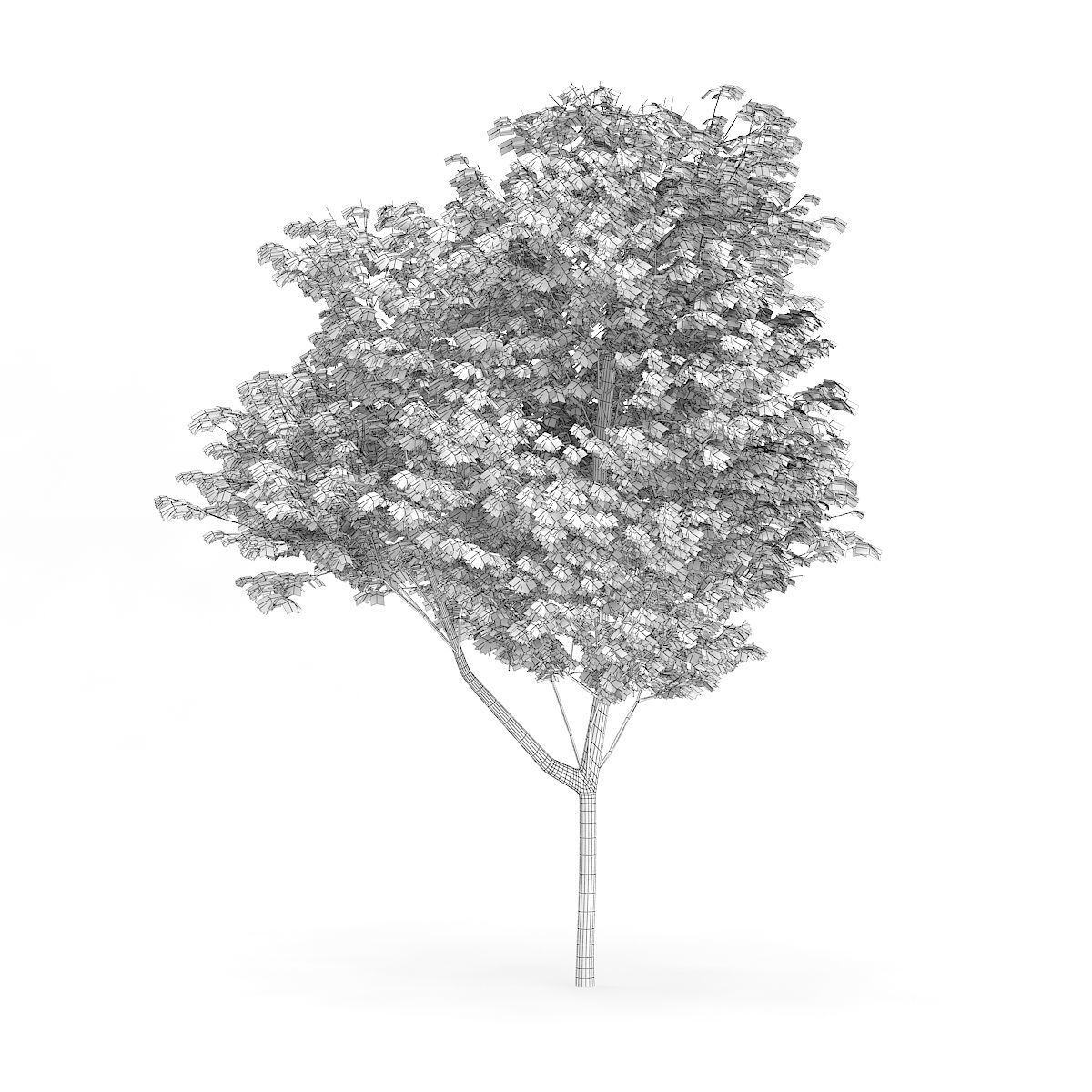 Common Ash Fraxinus excelsior 15m 3D model_3