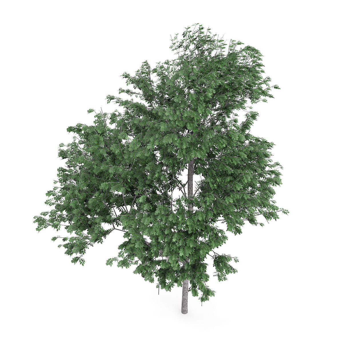 Common Ash Fraxinus excelsior 15m 3D model_4