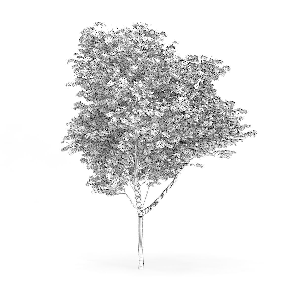 Common Ash Fraxinus excelsior 15m 3D model_1