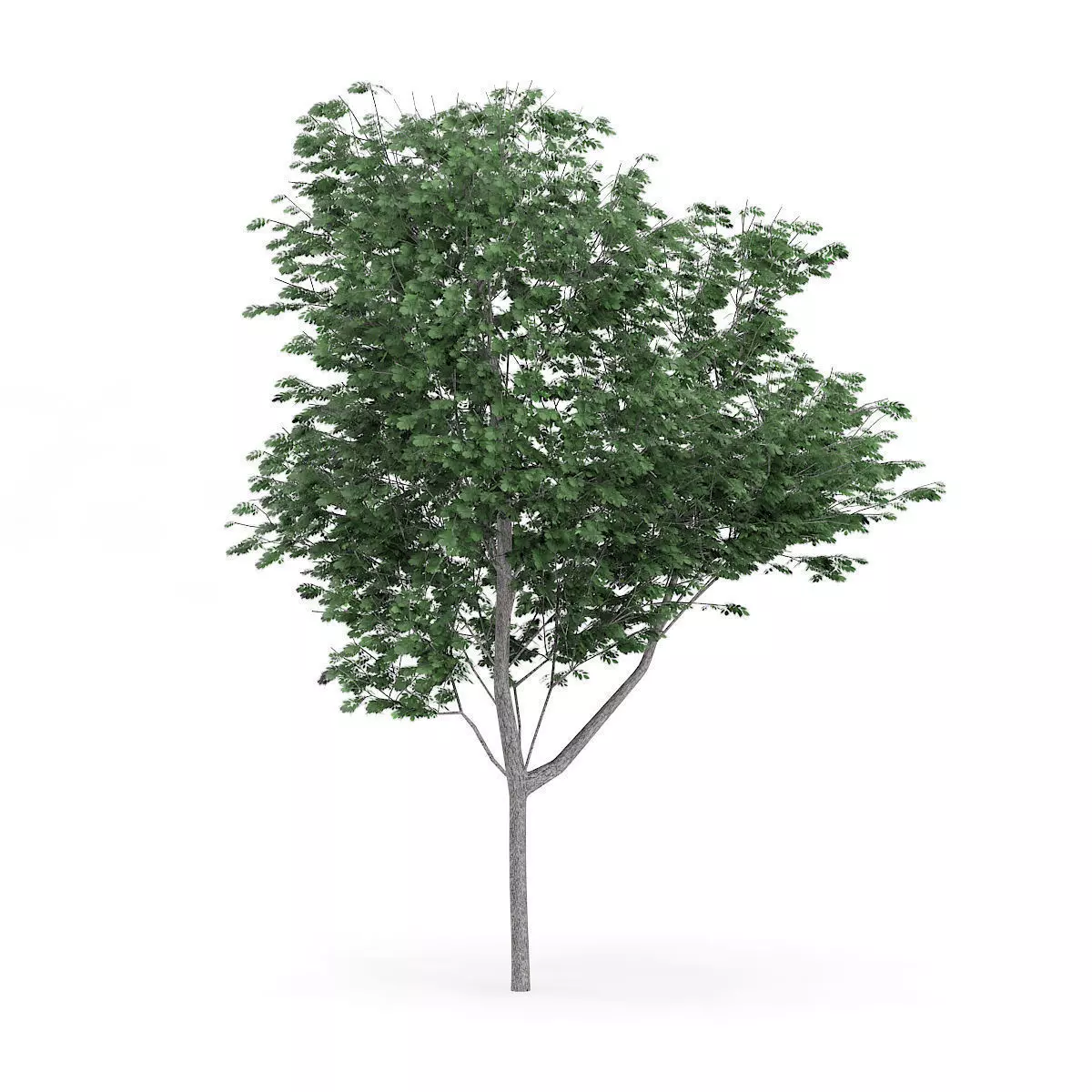 Common Ash Fraxinus excelsior 15m 3D model_0