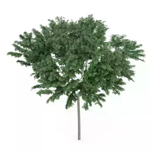 Common Ash Fraxinus excelsior 13m 2