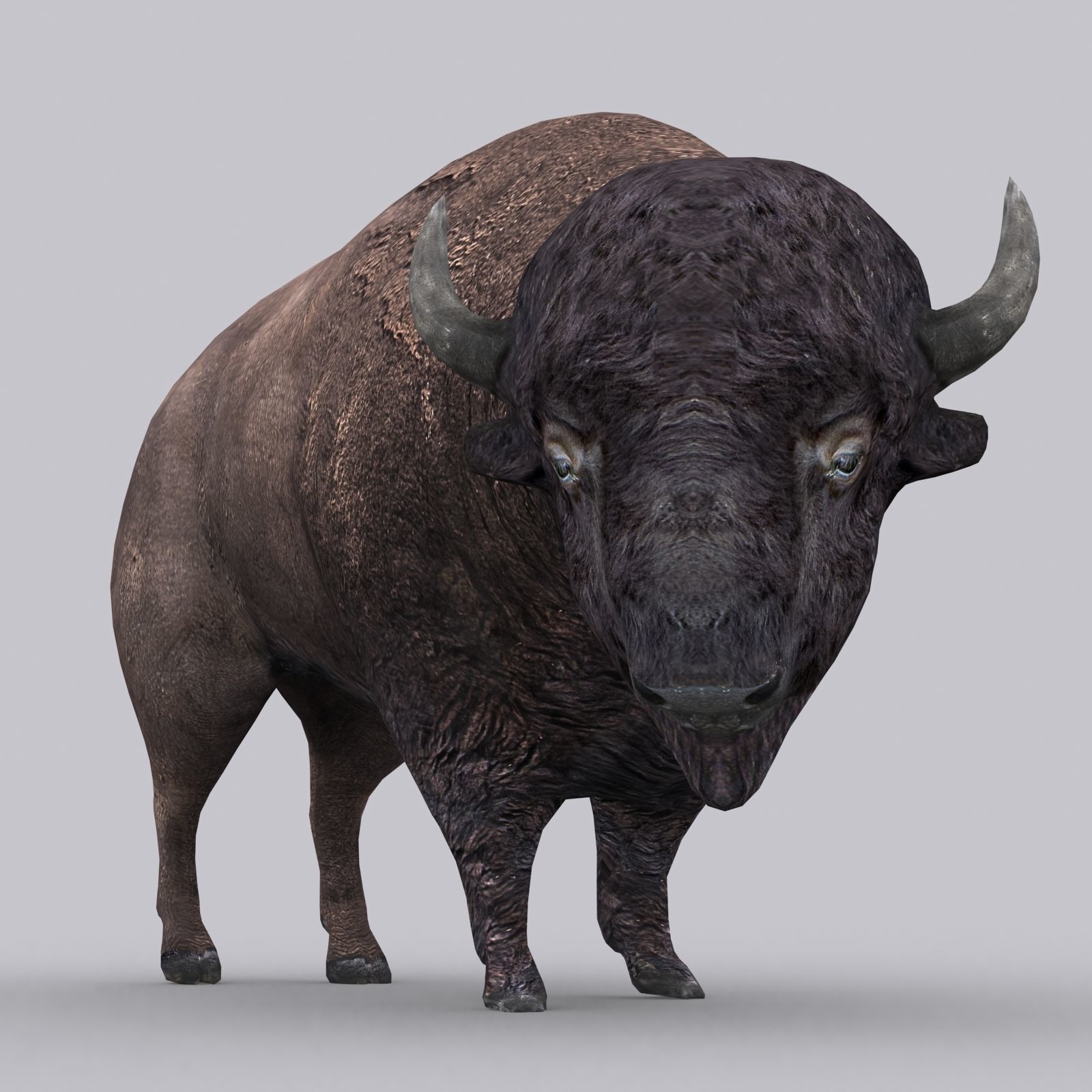 3DRT - Bison Low-poly 3D model_3