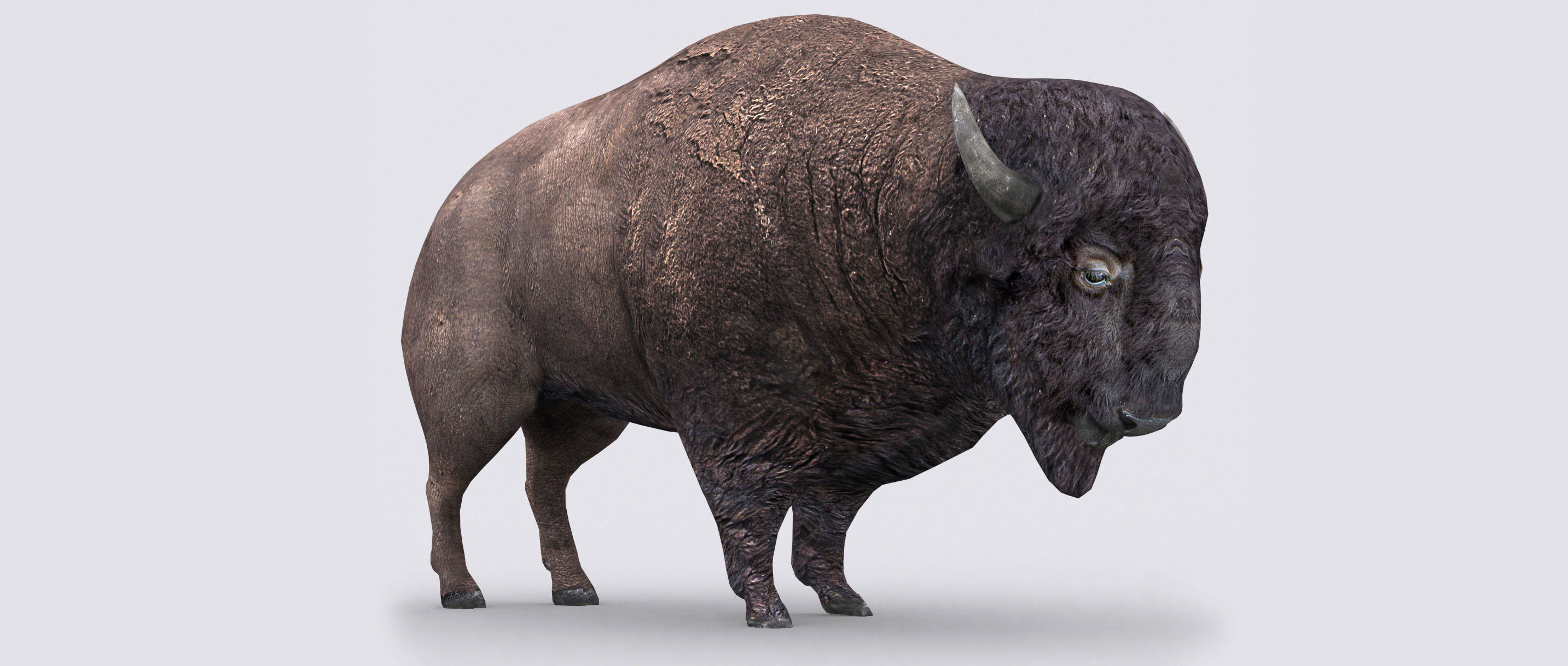 3DRT - Bison Low-poly 3D model_4