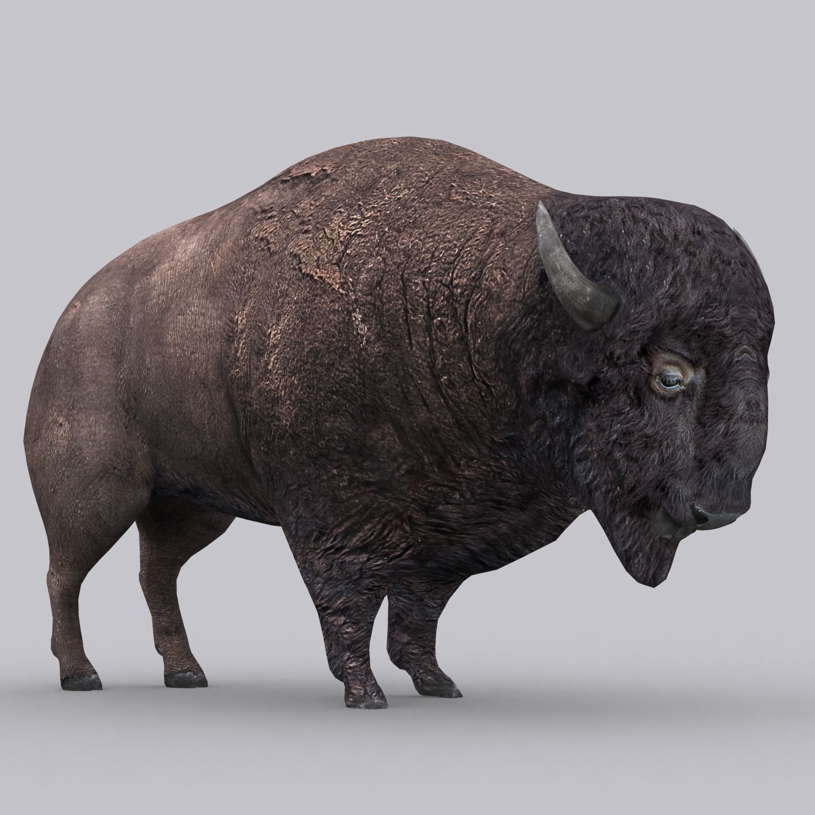 3DRT - Bison Low-poly 3D model_7