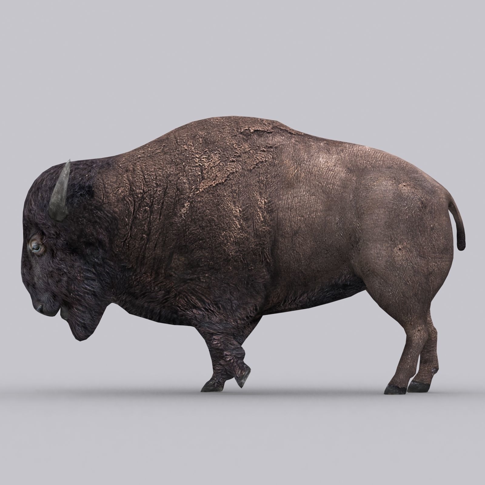 3DRT - Bison Low-poly 3D model_6