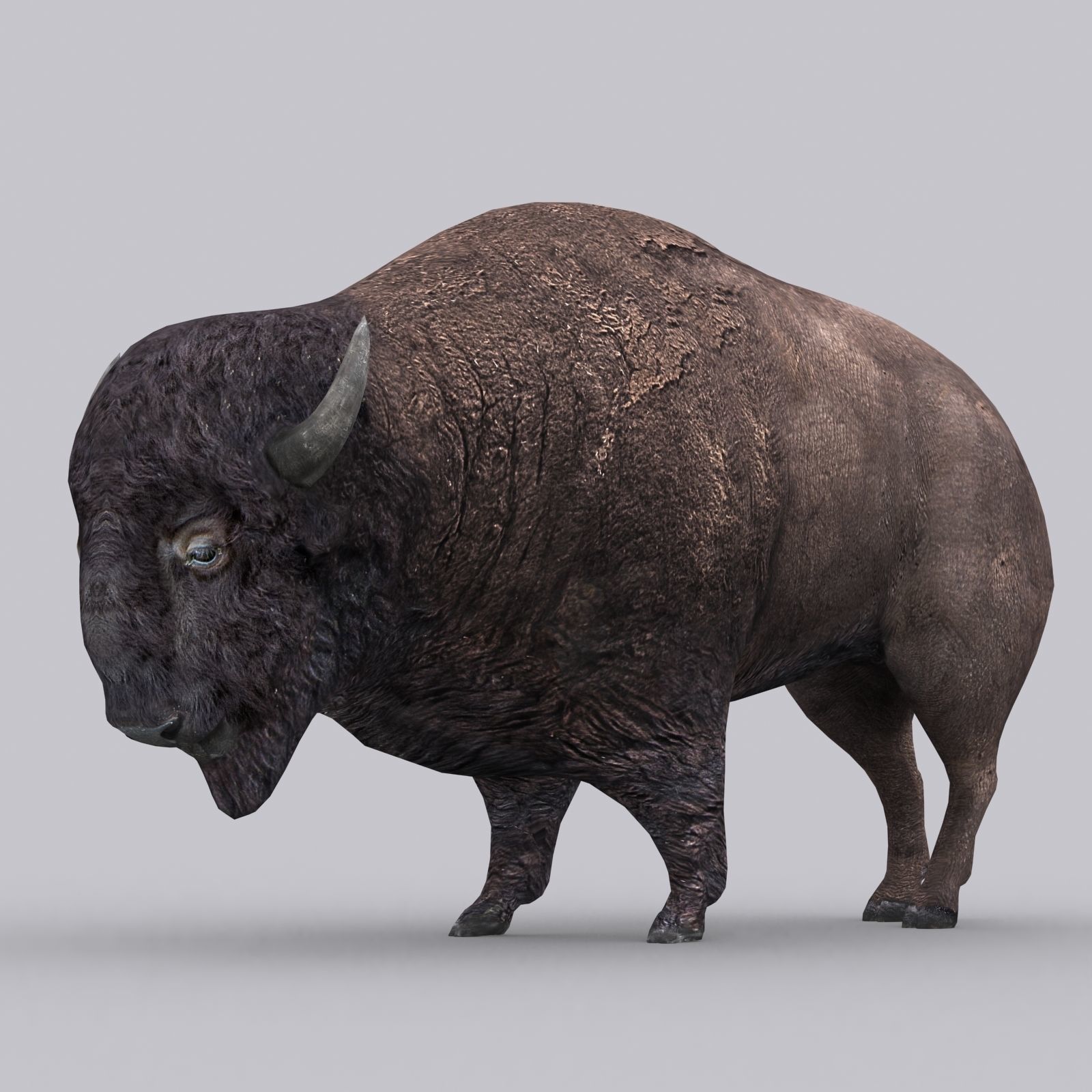 3DRT - Bison Low-poly 3D model_5