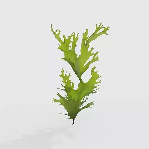 Seaweed V1