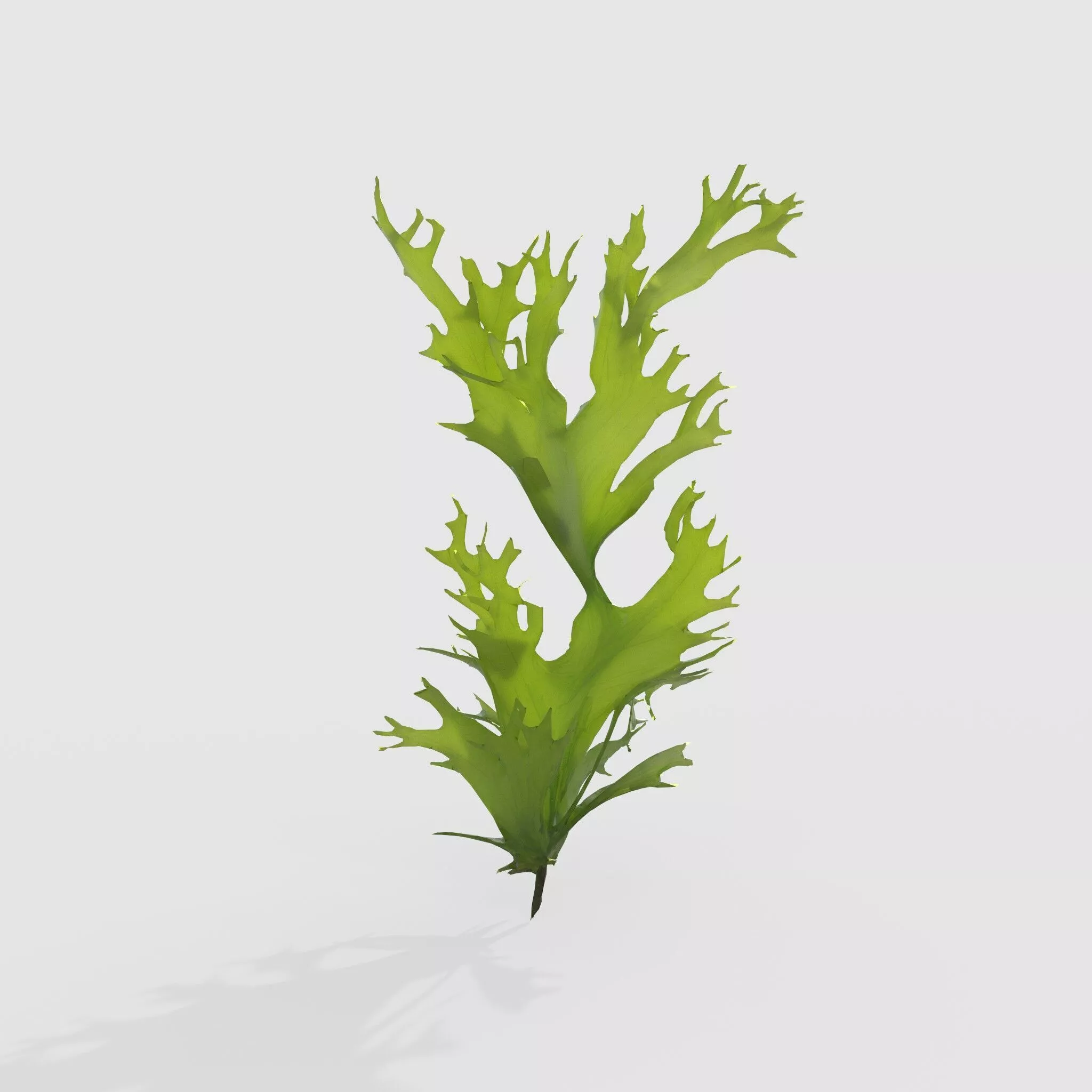 Seaweed V1 3D model