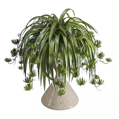 Spider Plant Chlorophytum Marble Hourglass Planter
