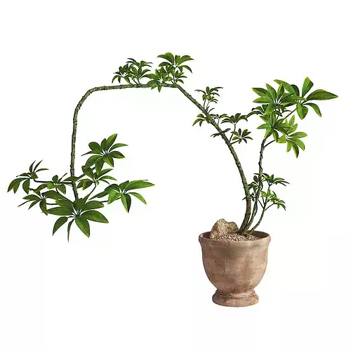 Dwarf Umbrella Schefflera Arboricola Rustic Terracotta Pot