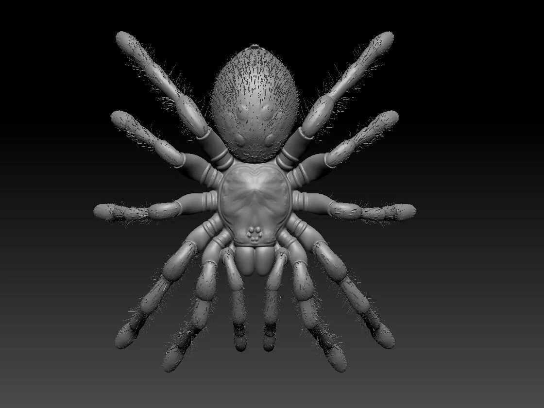 tarantula or trapdoor spider 3D print model