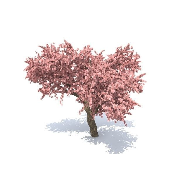 Apple tree 3D model_2
