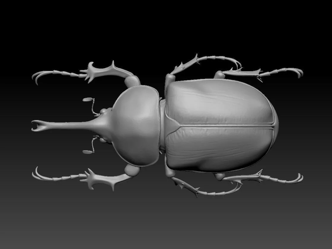 Rhinoceros Beetle also known as Trypoxylus dichotomus 3D print model