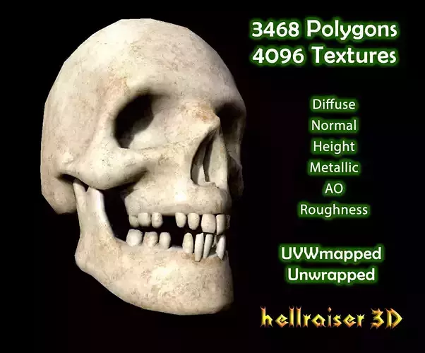 Skull - PBR - Textured
